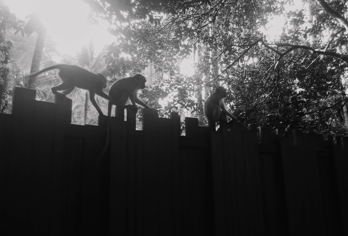 monkeys climbing a wall in krabi thailand