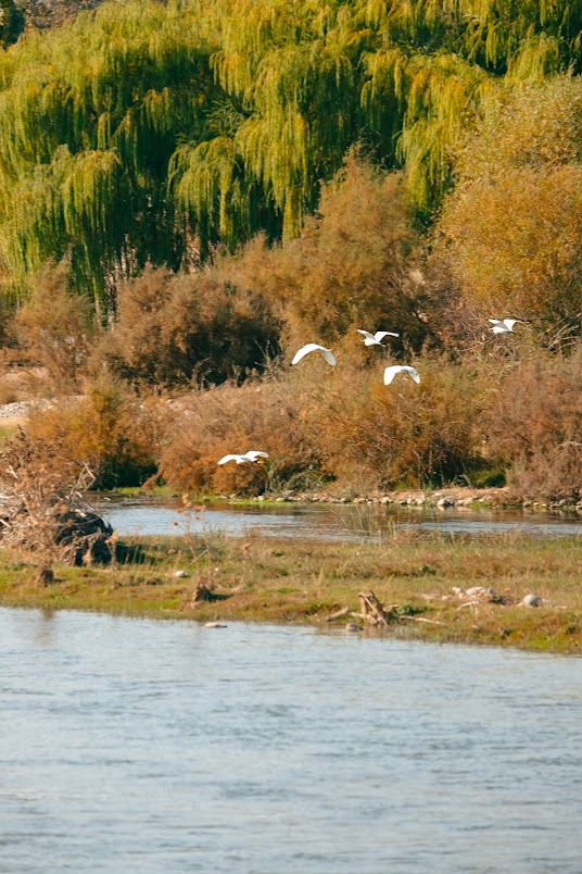 mountains of uzbekistan with birds flying
